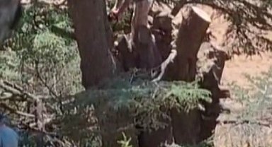 Kahramanmaraş'ta ormanlık alanda ağaç kesen 2 kişi yakalandı