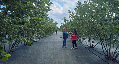Kahverengi kokarca mücadelesinde yeni hamle