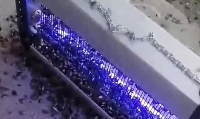 Kahverengi kokarcaya ultraviyole çözüm