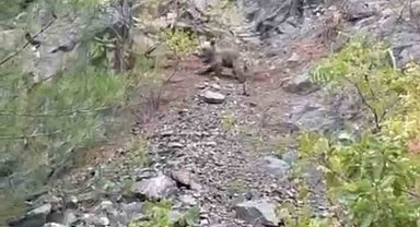 Karabük'te ayılar cep telefonu kamerasıyla görüntülendi