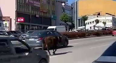 Karabük'te yolda ilerleyen inek tehlike oluşturdu