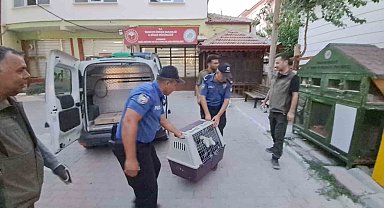 Karaman'da yaralı leylek koruma altına alındı
