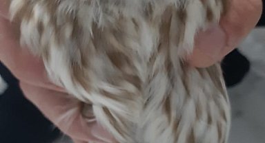 Karapınar'da bulunan yaralı baykuş koruma altına alındı