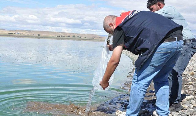 Kars göllerine binlerce sazan yavrusu bırakıldı