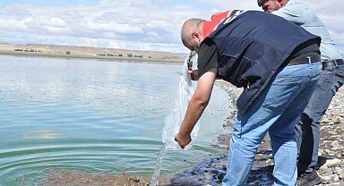 Kars göllerine binlerce sazan yavrusu bırakıldı