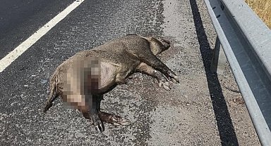 Kars'ta aracın çarptığı domuz telef oldu