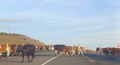 Kars'ta karayoluna çıkan büyükbaş hayvanlar trafiği aksattı