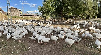 Kars'ta kazlar kesime hazırlanıyor: Sofralık lezzet için geri sayım başladı