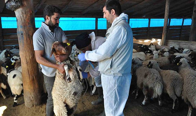 Kars'ta küçükbaş hayvanlara kayıt altına alınıyor