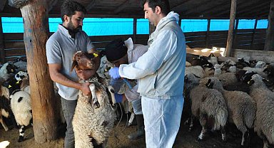 Kars'ta küçükbaş hayvanlara kayıt altına alınıyor