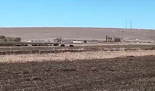 Kars'ta mısır tarlaları domuz sürüsünün istilasına uğradı