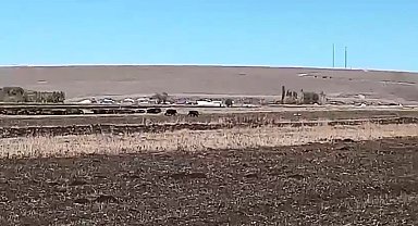 Kars'ta mısır tarlaları domuz sürüsünün istilasına uğradı