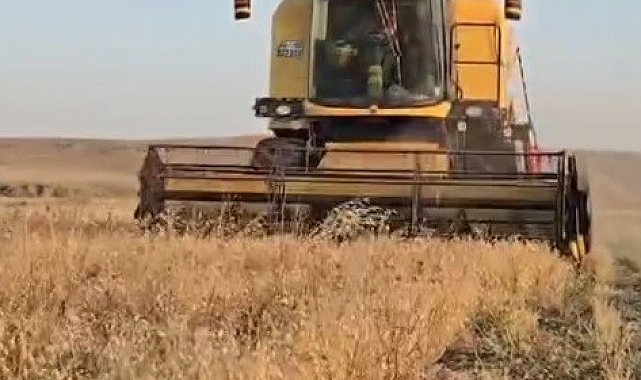 Kars'ta nohut hasadı başladı