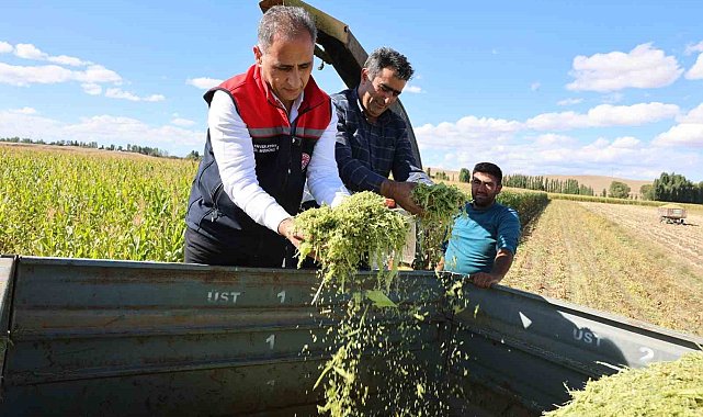 Kars'ta silajlık mısır hasadı