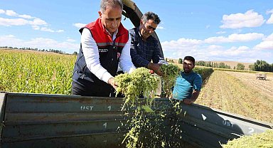 Kars'ta silajlık mısır hasadı