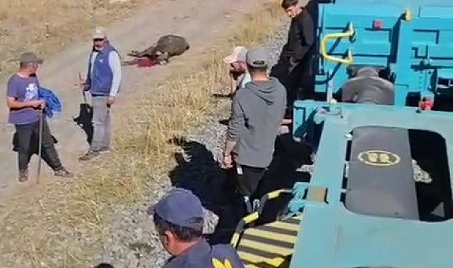 Kars'ta yük treninin çarptığı 5 hayvan telef oldu