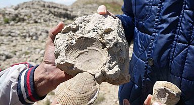 Kastamonu-Çankırı sınırındaki 2 bin 587 rakımlı dağın zirvesinde deniz fosilleri bulundu