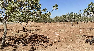 Kayıp kadın bahçede ölü bulundu