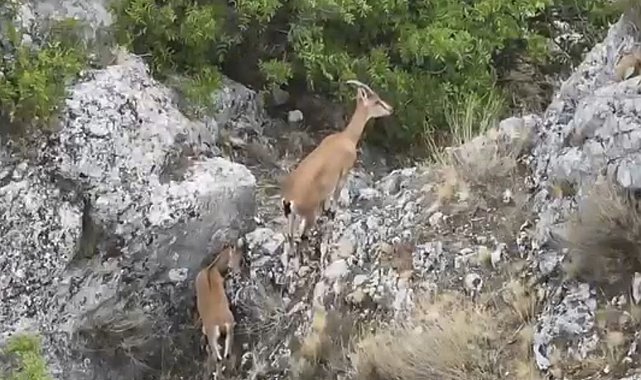Kazankaya Kanyonu'nda yaban keçileri ve yavruları dronla görüntülendi