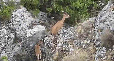 Kazankaya Kanyonu'nda yaban keçileri ve yavruları dronla görüntülendi