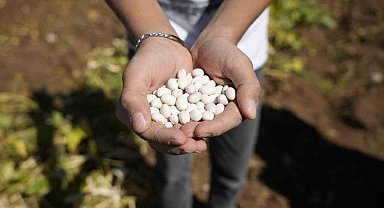 Kelkit'in coğrafi işaretli şeker fasulyesinin hasadı başladı