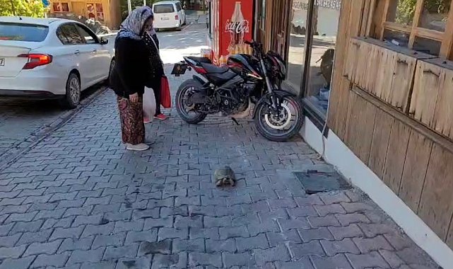 Kemaliye sokaklarında dolaşan kaplumbağa ilgi odağı oldu