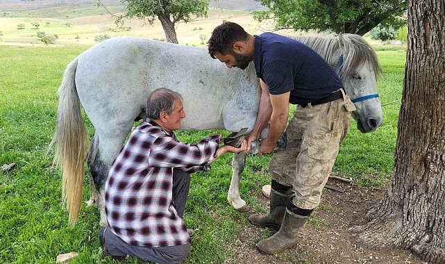 Kemaliye'nin son nalbant ustası yarım asırdır mesleğini sürdürüyor