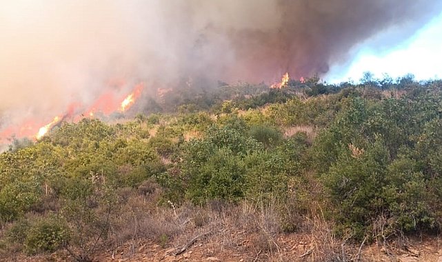 Kepsut'ta orman yangını başladı
