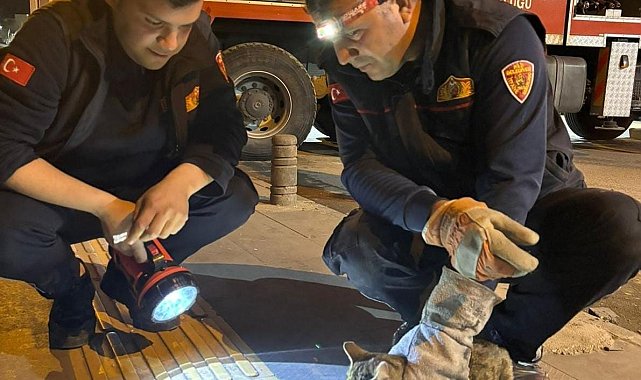 Kilis'te 3 gündür ağaçta mahsur kalan kedi kurtarıldı