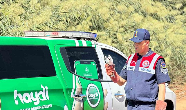 Kilis'te yaralı ak çaylak kuşu bulundu
