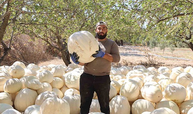 Kilolarca ağırlığa ulaşan tescilli beyaz kabakta hasat başladı