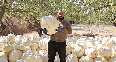 Kilolarca ağırlığa ulaşan tescilli beyaz kabakta hasat başladı