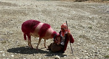 Kınalı koyunlar suya değil, kurumuş toprağa atladı