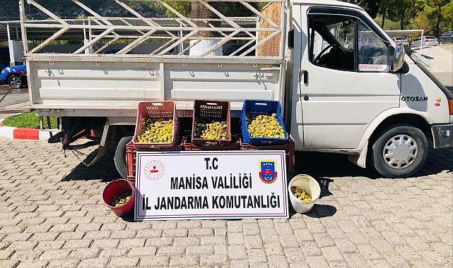 Kırkağaç'ta meyve bahçesinden incir çalan 5 kişi suçüstü yakalandı