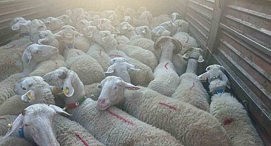 Kırklareli'nde 57 kaçak hayvan yakalandı