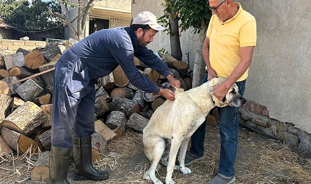 Kırklareli'nde kedi ve köpeklere çip takılıyor