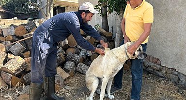 Kırklareli'nde kedi ve köpeklere çip takılıyor