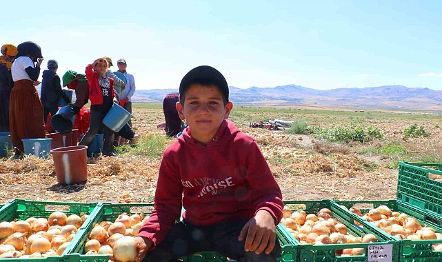 Kışlık soğanın ilk hasadı başladı