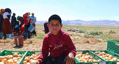 Kışlık soğanın ilk hasadı başladı