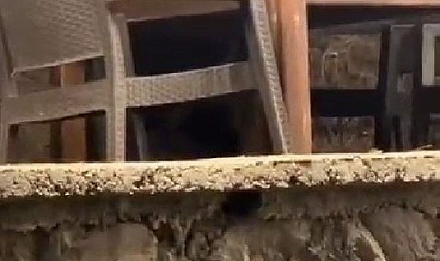 Kızılcahamam'da lokantaya giren ayı masaya oturup servis bekledi