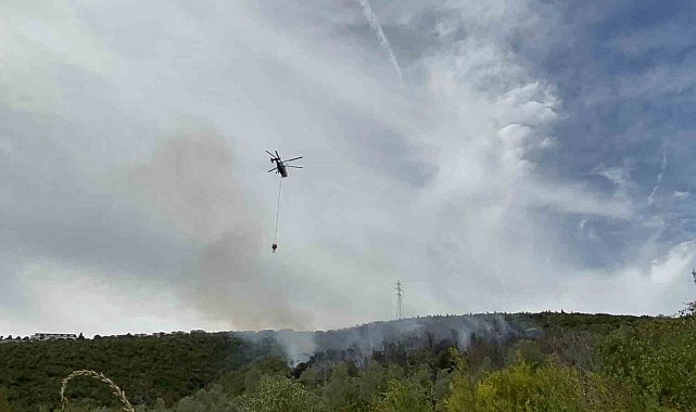 Kocaeli'deki orman yangını 1 saatte kontrol altına alındı