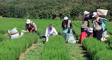 Kocaeli'de Büyükşehir destekliyor, üretim artıyor
