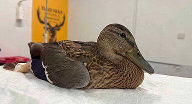 Kocaeli'de yorgun ördeğin yardımına Büyükşehir yetişti