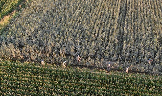 Koçarlı'da 37 kök kenevir ele geçirildi