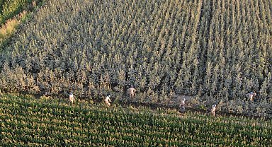 Koçarlı'da 37 kök kenevir ele geçirildi