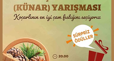 Koçarlı'da çam fıstığının en iyisi seçilecek