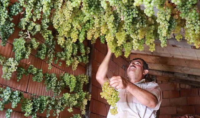 Konya'da Torosların yeşil altını "gök üzüm" hasadı başladı
