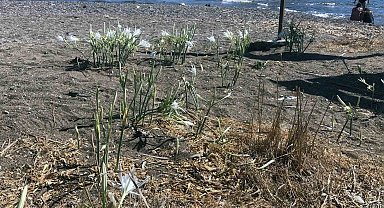 Koparmanın cezasını duyanlar yanından geçmiyor