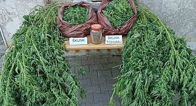 Korkuteli'nde 11,5 kilo skunk ele geçirildi