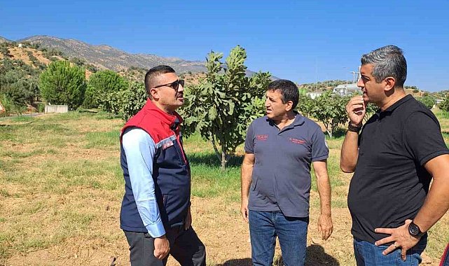 Köşk'te tarımsal zararlılarla mücadele için sahaya indiler
